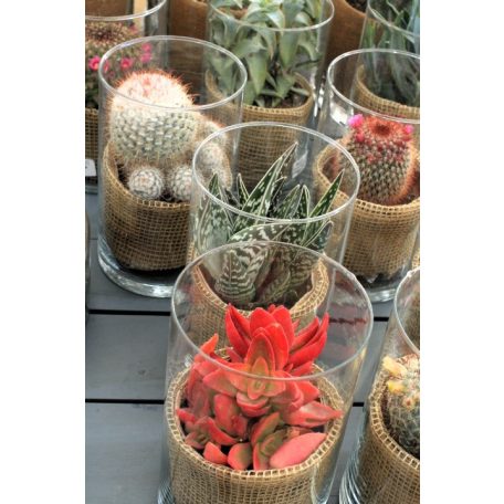 Kaktusz terrarium style üvegben beültetés 15cm