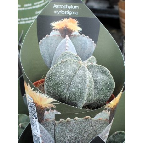 Astrophytum Myriostigma 10,5cm