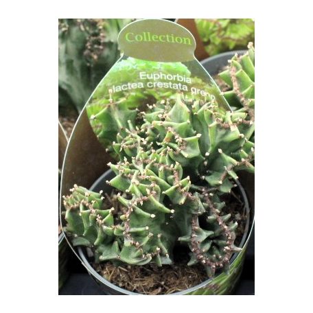 Euphorbia Lactea Crestata Green 6,5cm