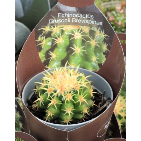 Echinocactus Grusonii Brevispinus 6,5cm