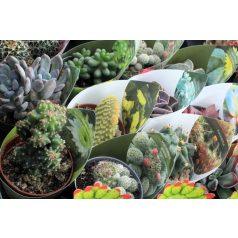 Mix Cactus and Succulents 6,5 cm