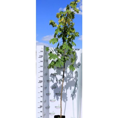 Korai juhar Acer platanoides