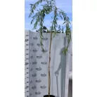Szomorúfűz Salix alba 'Tristis' 