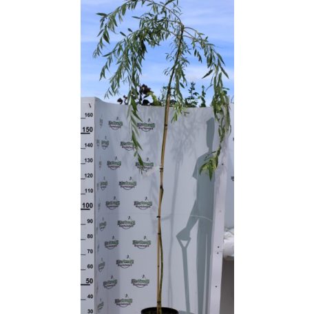 Szomorúfűz Salix alba 'Tristis' 