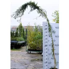Szomorúfűz Salix alba 'Tristis' 