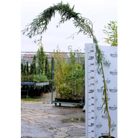 Szomorúfűz Salix alba 'Tristis' 