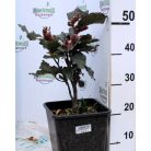Oszlopos vérbükk Fagus Darwyck purple