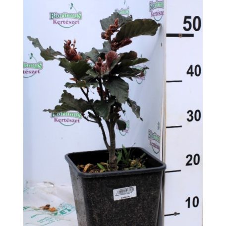 Oszlopos vérbükk Fagus Darwyck purple