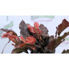 Oszlopos vérbükk Fagus Darwyck purple