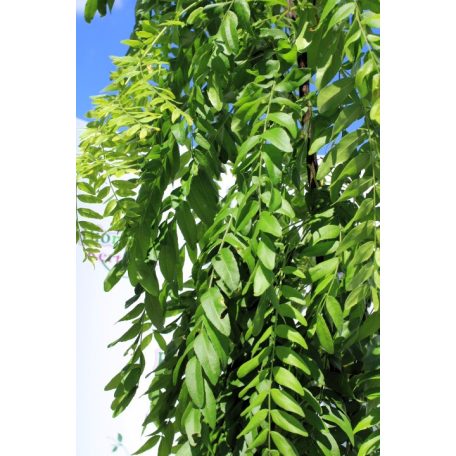 Lepényfa Gleditsia triacanthos Elegantissima