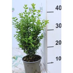 Örökzöld puszpáng Buxus sempervirens 20/+cm