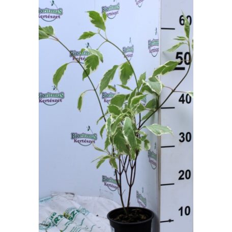 Fehér-tarka levelű som Cornus alba 'Elegantissima 30-40 cm