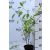 Fehér-tarka levelű som Cornus alba 'Elegantissima 30-40 cm