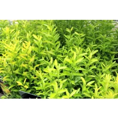   Japán kecskerágó Euonymus jap. 'Happiness' 20-25cm