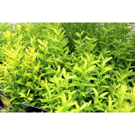 Japán kecskerágó Euonymus jap. 'Happiness' 20-25cm