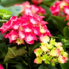 Törzses kerti hortenzia Hydrangea macr. 'King's Red Stem 60cm