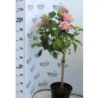 Törzses kerti hortenzia Hydrangea macr. 'King's Red Stem 60cm