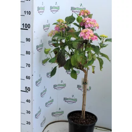 Törzses kerti hortenzia Hydrangea macr. 'King's Red Stem 60cm