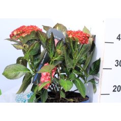  Kerti hortenzia Hydrangea macr. 'Royalty Collection 30-40