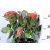 Kerti hortenzia Hydrangea macr. 'Royalty Collection 30-40