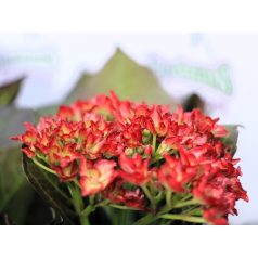   Kerti hortenzia Hydrangea macr. 'Royalty Collection 30-40