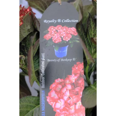 Kerti hortenzia Hydrangea macr. 'Royalty Collection 30-40