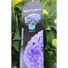 Kerti hortenzia Hydrangea macr. 'Royalty Collection 30-40