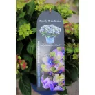 Kerti hortenzia Hydrangea macr. 'Royalty Collection 30-40