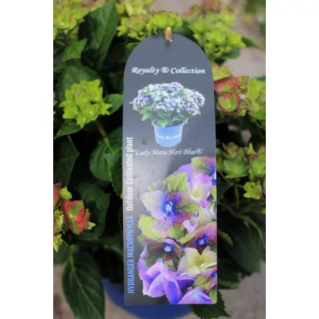 Kerti hortenzia Hydrangea macr. 'Royalty Collection 30-40