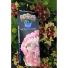 Kerti hortenzia Hydrangea macr. 'Royalty Collection 30-40