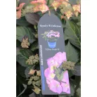 Kerti hortenzia Hydrangea macr. 'Royalty Collection 30-40