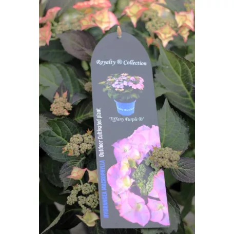 Kerti hortenzia Hydrangea macr. 'Royalty Collection 30-40