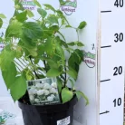 Cserjés Hortenzia "Candybelle Marshmallow" 3 lit