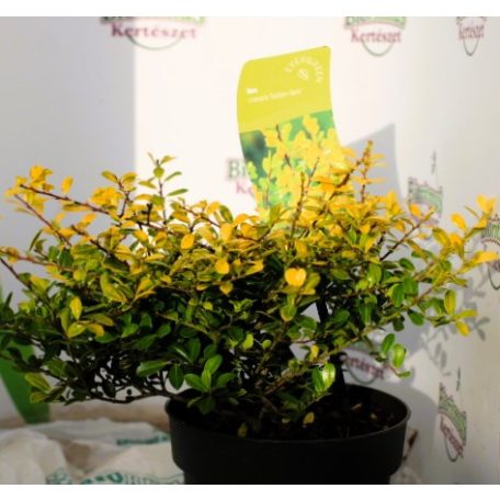 Aprólevelű magyal Ilex cren. 'Golden Gem 20/+ cm