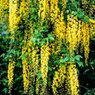 Hosszúfürtű aranyeső Laburnum watereri Vossii 