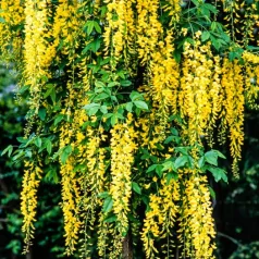 Hosszúfürtű aranyeső Laburnum watereri Vossii 
