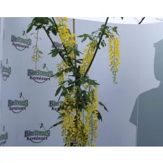Hosszúfürtű aranyeső Laburnum watereri Vossii 