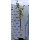 Hosszúfürtű aranyeső Laburnum watereri Vossii 