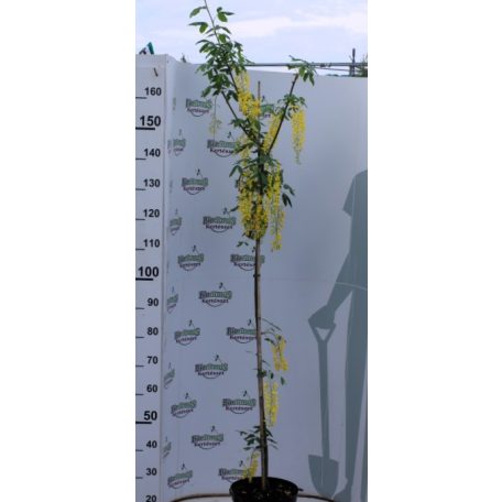 Hosszúfürtű aranyeső Laburnum watereri Vossii 