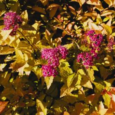   Japán gyöngyvessző bronzos levelű Spiraea japonica 'Firelight' 20-25 cm