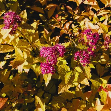 Japán gyöngyvessző bronzos levelű Spiraea japonica 'Firelight' 20-25 cm