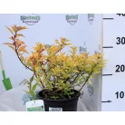 Japán gyöngyvessző bronzos levelű Spiraea japonica 'Firelight' 20-25 cm