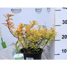   Japán gyöngyvessző bronzos levelű Spiraea japonica 'Firelight' 20-25 cm
