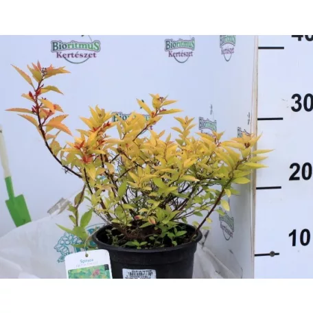 Japán gyöngyvessző bronzos levelű Spiraea japonica 'Firelight' 20-25 cm