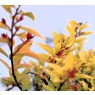 Japán gyöngyvessző bronzos levelű Spiraea japonica 'Firelight' 20-25 cm