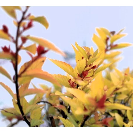Japán gyöngyvessző bronzos levelű Spiraea japonica 'Firelight' 20-25 cm