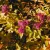Japán gyöngyvessző Spiraea jap. 'Firelight 15-20 cm