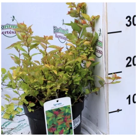Japán gyöngyvessző Spiraea jap. 'Firelight 15-20 cm