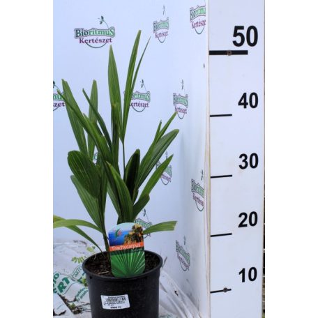 Kínai kenderpálma Trachycarpus fortunei  30-40 cm