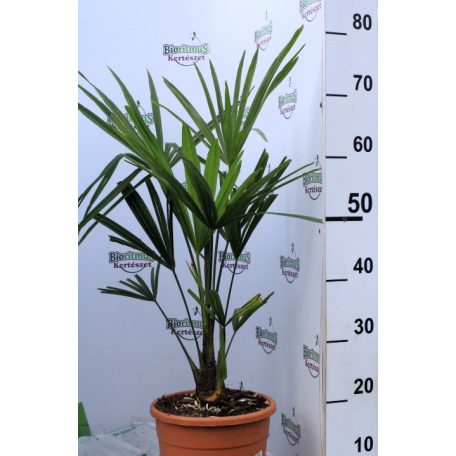 Kínai kenderpálma Trachycarpus fortunei 70-80 cm